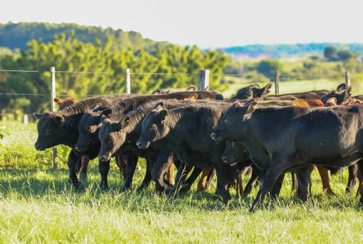Gestão amplifica potencial do sistema de Integração Lavoura-Pecuária