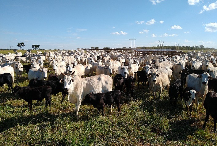 ADAPAR: A poucos dias do fim, campanha de atualização de rebanhos alcança 70% das propriedades