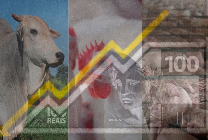 Desempenho do frango, boi e suíno vivos em junho e no primeiro semestre de 2023