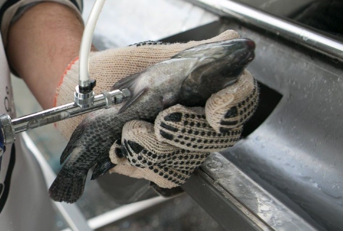 Conheça o passo a passo de como conservar e aplicar vacinas em tilápias