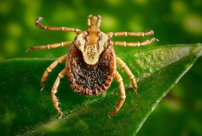 Cinco pontos de atenção que você deve ter em relação à febre maculosa