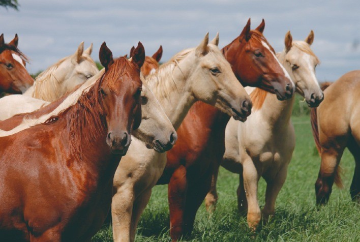 Quarto de Milha lidera rebanho equino no Brasil, segundo levantamento do Ministério da Agricultura e Pecuária