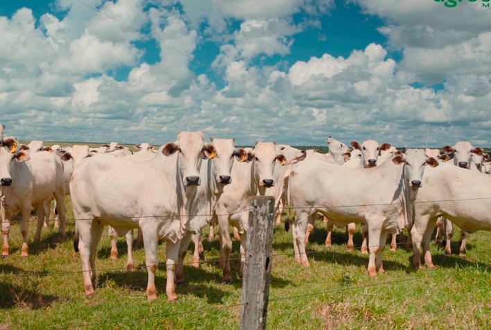 Fazenda de Nova Mutum (MT) desmama 85% de bezerros em sistema ILP