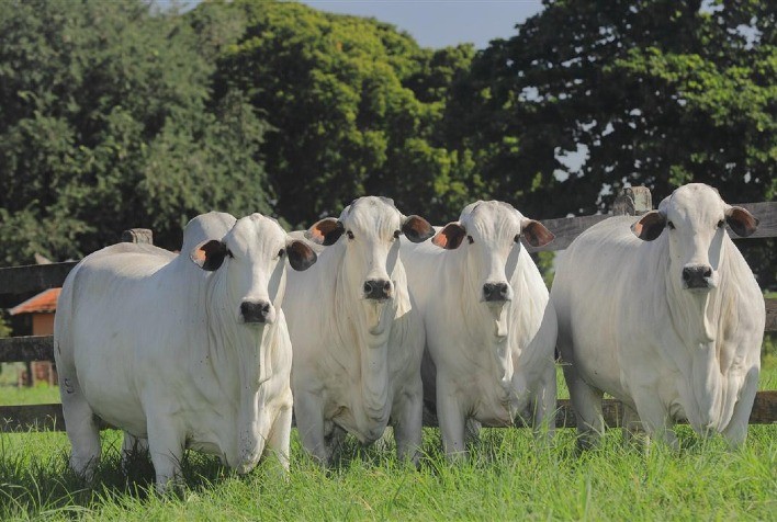 Leilão Virtual Terra Boa 2023 oferta 95 touros e fêmeas Nelore em 2 de julho