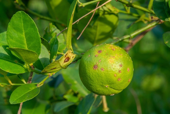Em ano chuvoso, citricultor não pode baixar a guarda para o Cancro cítrico