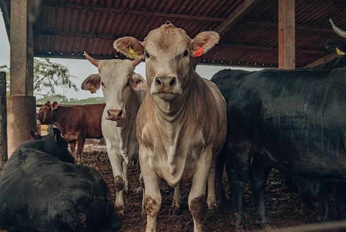 Confina Brasil 2023 finaliza terceira semana de pesquisa-expedicionária em SP e PR