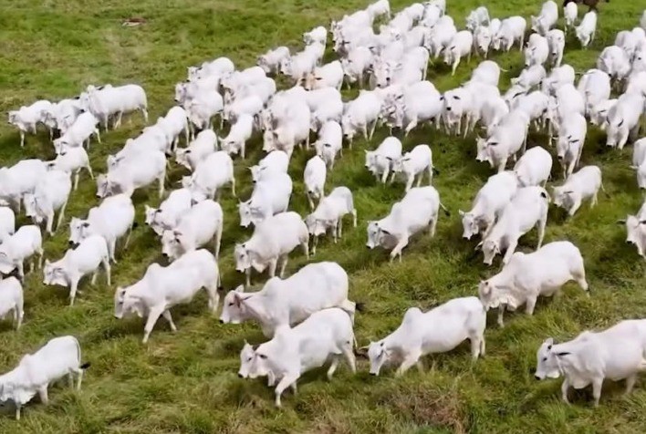 ABS lança novo Catálogo Corte Zebu 2023 com novidades para o mercado de carne