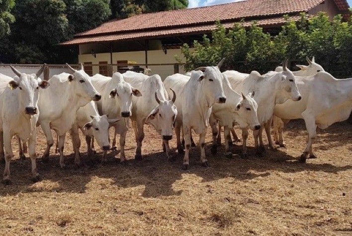 PMGZ Comercial avança por Minas Gerais