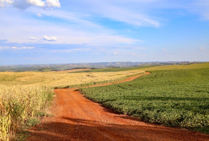 Safra de grãos 22/23 deve chegar a 46,6 milhões de toneladas no Paraná