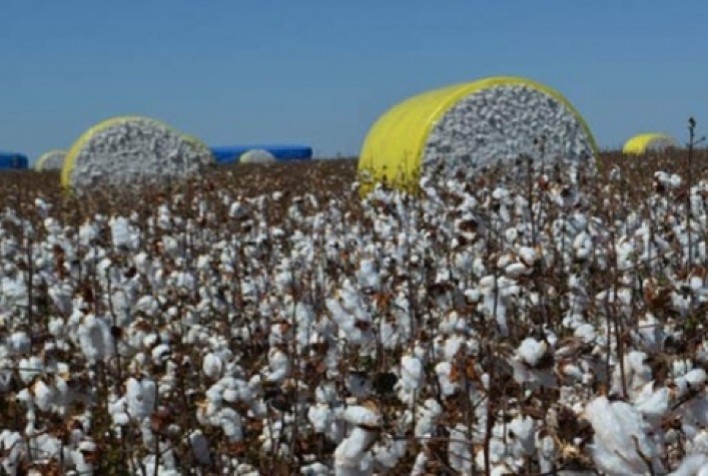 Em junho, queda nos preços em NY reflete no mercado brasileiro de algodão