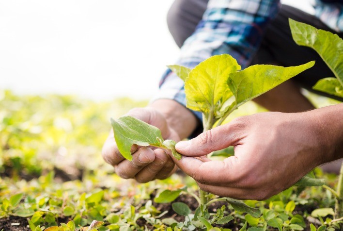 Agricultura: produtores perdem até 15% da safra por problemas com temperatura e umidade