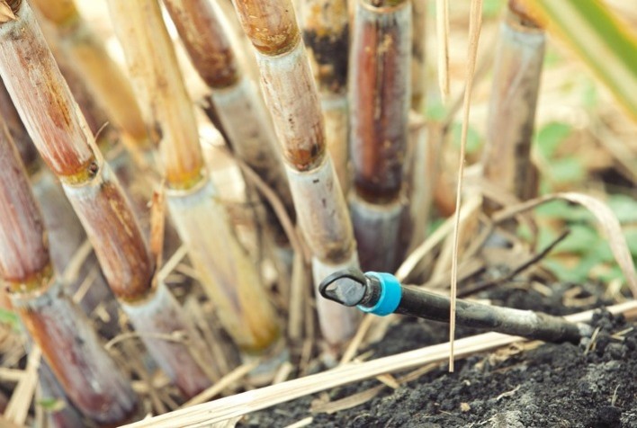 Irrigação em cana pode estabilizar produtividade e garantir matéria prima para indústria o ano todo