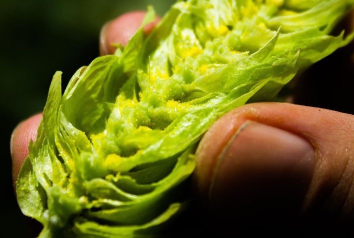 Lúpulo é incluído no programa Moderagro e ganha impulso para acelerar crescimento