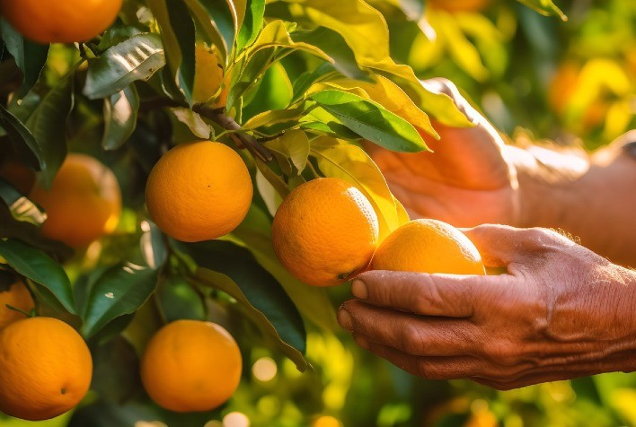 Ação movida por produtores de laranja contra executivos do mercado de produção de suco de laranja por formação de cartel na justiça inglesa tem nova audiência
