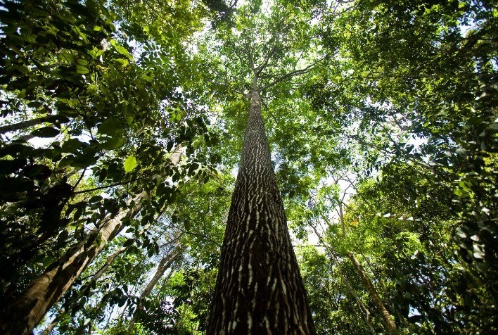 Especialista mundial estima custo para Brasil deter a destruição da Amazônia
