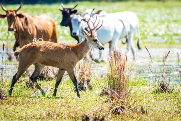 Pecuária Sustentável e estradas são fundamentais para a manutenção de comunidades Pantaneiras, avalia ABPO