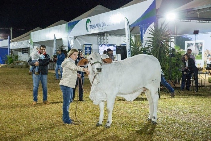 Campeã Novilha Menor da ExpoZebu 2023 da raça Tabapuã, avaliada em mais de R$ 1 milhão, é arrematada em leilão