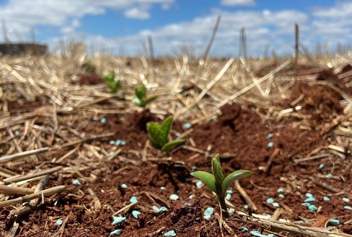 MaxiSolo orienta como maximizar os resultados de fertilizantes em período de El Niño