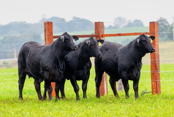 Soldera leva à venda ponta do plantel Angus e Brangus