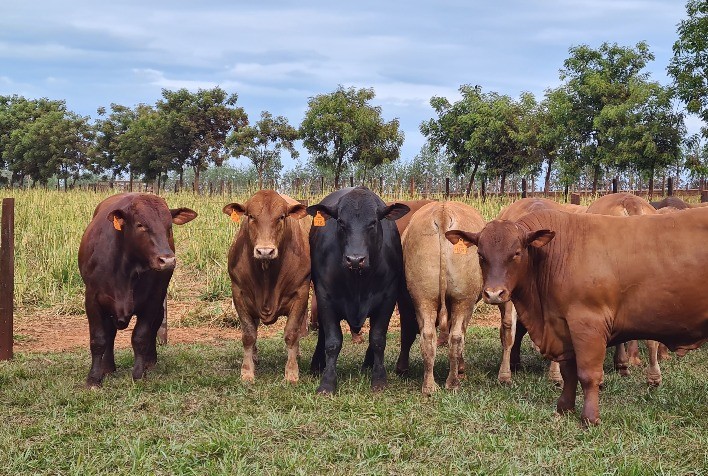 Safra de touros Montana é avaliada com novo índice de seleção
