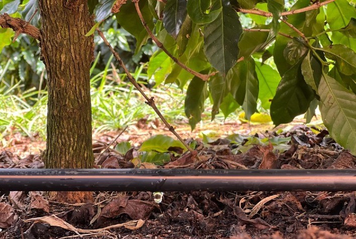 Cafeicultor sai de 7 para 80 sacas por hectare com irrigação por gotejamento