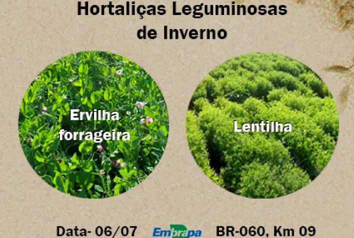 Dia de Campo: leguminosas como alternativas para cultivo irrigado no inverno