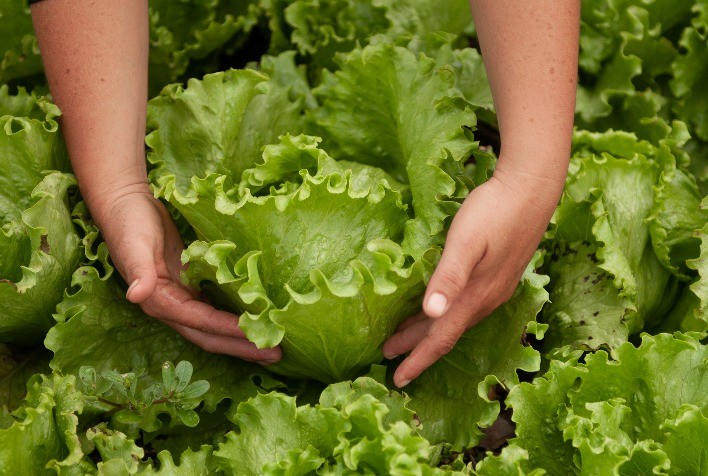 Seapa e Emater fazem força-tarefa para orientação ao produtor e captação de propostas na reta final do prazo de inscrições ao PAA Goiás