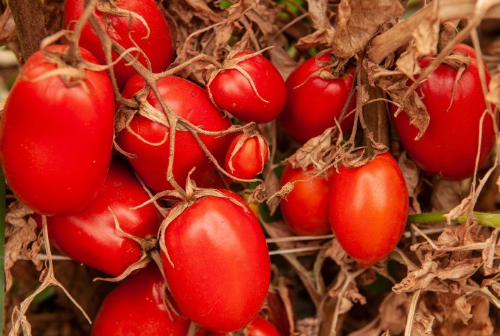 Para controlar a mosca branca, Goiás encerra o período de transplantio de mudas de tomate rasteiro