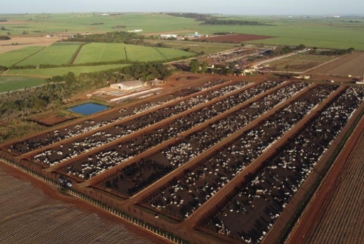 Protocolo sanitário antecipado garante mais eficiência no confinamento
