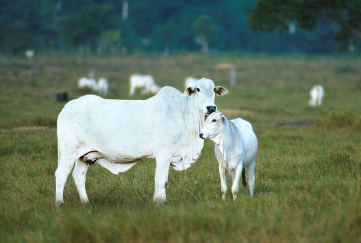 Boi: Queda de preços é igual a queda na rentabilidade?