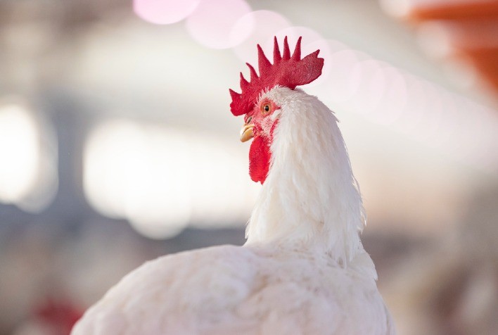 Avicultura da América Latina celebra crescimento da produção e consumo, e reforça compromisso com a segurança alimentar do continente