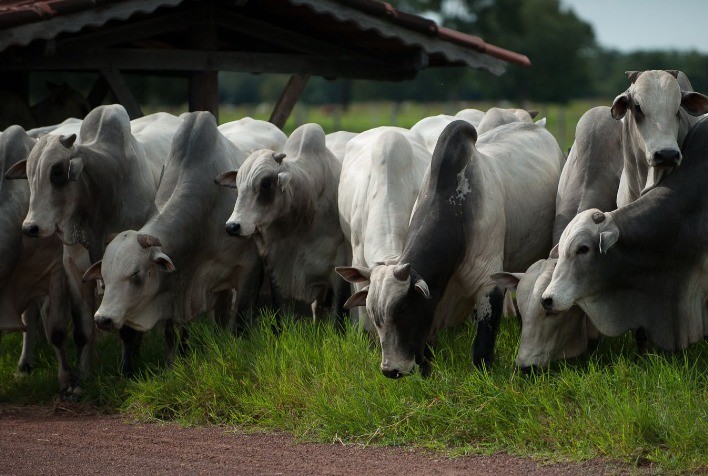 Conselho deliberativo da ANCP define corpo executivo