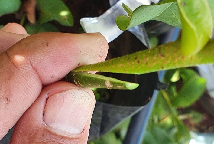 Pesquisadores conseguem produzir mudas de baru por meio de enxertia