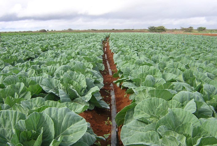 Irrigação de fácil instalação e baixo custo é ideal para produtores de hortaliças