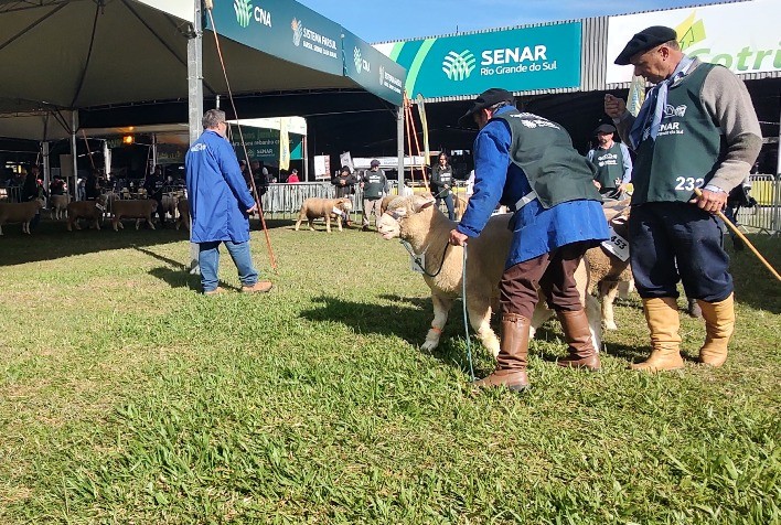 Inscrições para participação de ovinos na Expointer estão abertas e vão até dia 21 de julho