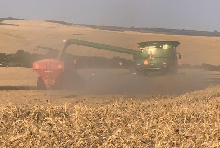 Brasil tem negócios pontuais na semana e interesse por trigo mineiro chama a atenção