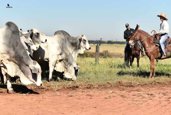 Planejamento na fazenda: Touros Nelore e Sindi com DEPs equilibradas potencializam o lucro do pecuarista