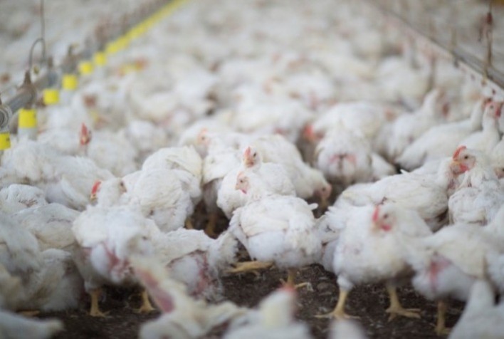Surto de gripe aviária causaria R$ 21,7 bilhões em prejuízos à economia brasileira, aponta FGV Agro