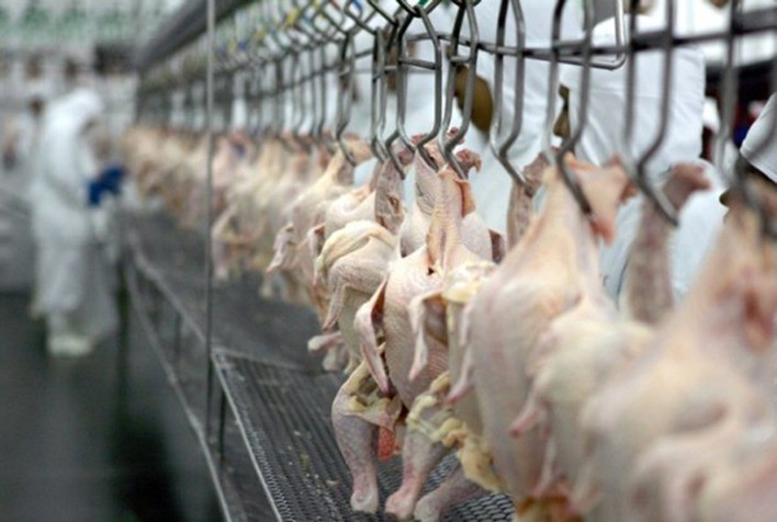 Desempenho do frango abatido resfriado na 27ª semana de 2023, primeira do mês de julho