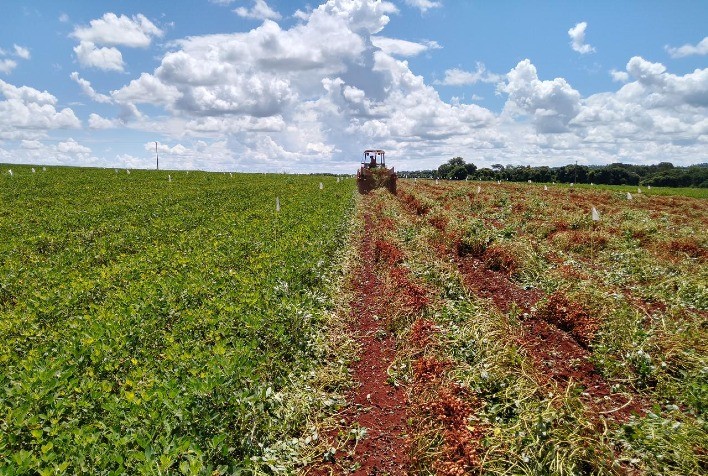 Resultados a campo respaldam novo fungicida para tratamento de sementes, lançado em Ribeirão Preto-SP