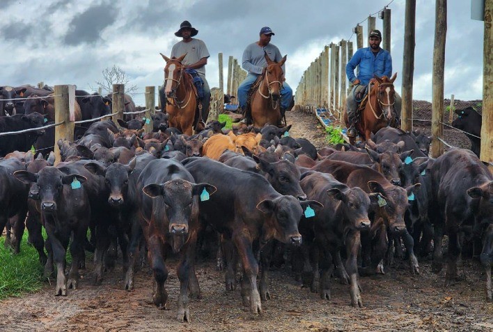 Fazenda Manacá é a primeira propriedade paulista a ganhar o Selo Angus Sustentabilidade