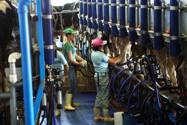 Custo de produção de leite tem nova queda em junho