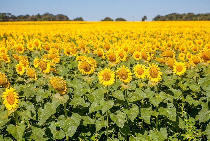 Produtores têm até 15 de julho para finalizar a colheita do girassol em Goiás
