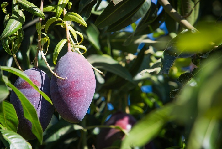 Conab seleciona produtos da agricultura familiar com direito a bônus do PGPAF em julho