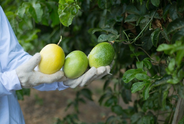 Em edição especial, Agro em Dados de julho destaca produção de manga e maracujá em Goiás