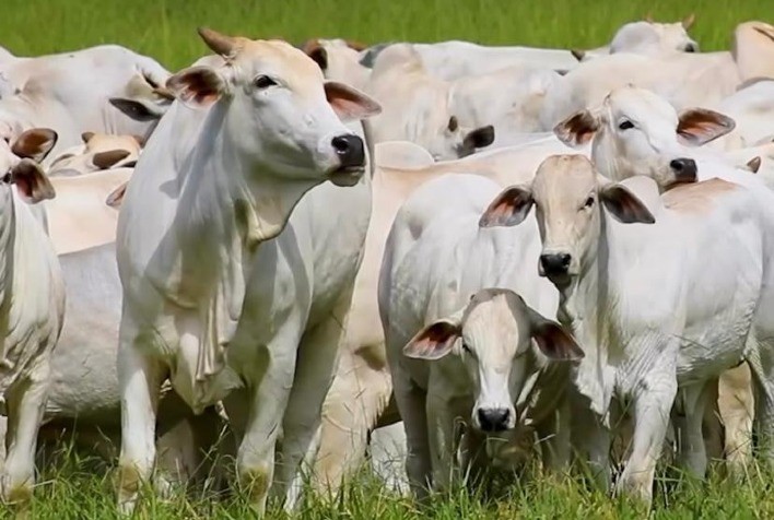 Produtores investem no uso de touros que garantem mais fertilidade a campo