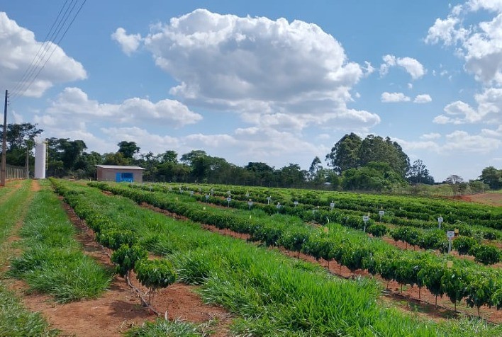 Satis firma nova parceria com a Embrapa Agroenergia