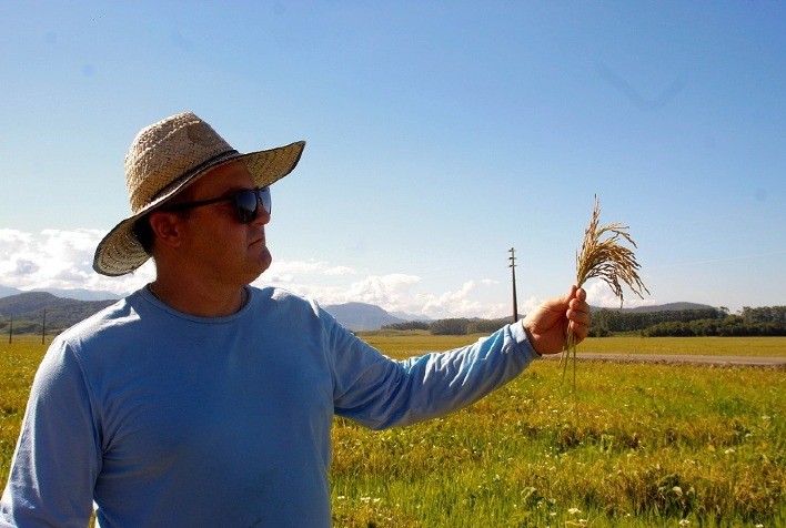 Arroz cultivado em SC é de alta qualidade: descubra o porquê