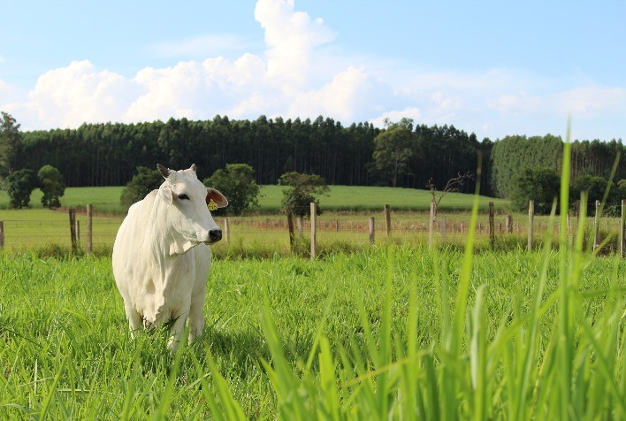 Manejo das pastagens: uma estratégia econômica e eficiente para bons resultados do rebanho