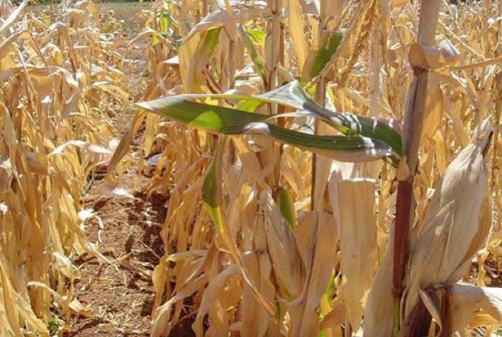 Aquecimento global ameaça bilhões de pessoas e produção de alimentos até 2030, alerta estudo